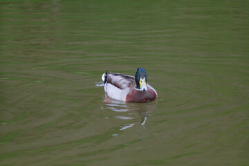 Duck in Ksilifor lake near Veliko Tarnovo city