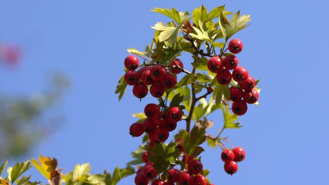 Hawthorn (Crataegus monogyna) medicinal plant with ripe berries