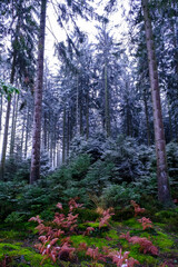 trees covered with frost in forest, winter landscape.