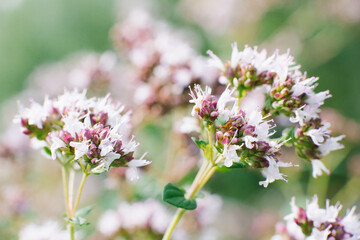 Lilac flowers of oregano bloom in the summer in the garden close-up, selective focus