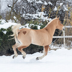 Pony Haflinger al galoppo nella neve