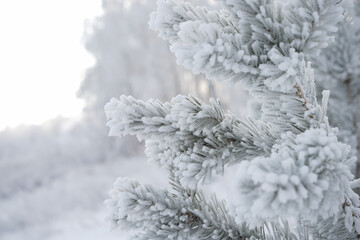 Fir branches covered with frost on the background of a snow-covered landscape.