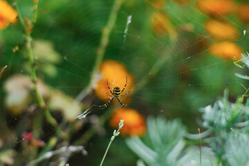 Spider argiope bruennichi on the web in the garden
