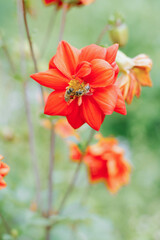 A bee sits on a red Dahlia flower in the garden in summer