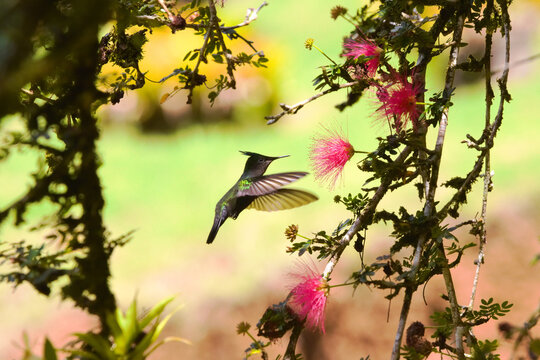 Hummingbird with crest feeding to a calliandra flower ; gorgeous shot of two endemic species from Martinique island, in Caribbean sea, symbols of a preserved nature.