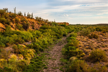 A dry wash and undeveloped land near Peoria and Phoenix Arizona.