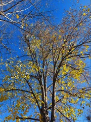 tree in autumn
