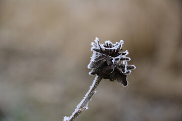 Plante 1