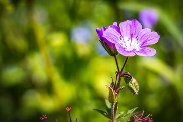 Fototapeta premium purple flower in the garden
