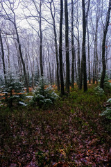 trees covered with frost in forest, winter landscape.
