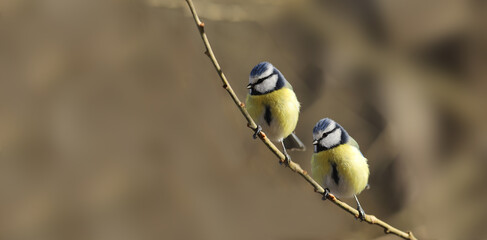 A pair of small blue tits on a thin twig...