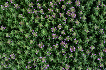 Background and close up of blooming oregano from above, with green leaves and small pink flowers