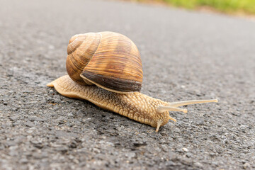 Burgundy snail (Helix pomatia)on the street