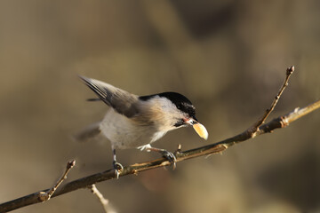 Marsh tit   holds its prey in its beak and sent flying....