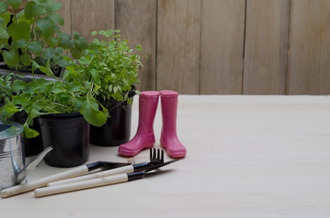 Spring landing. Various greens - lemon balm, rucolla, parsley, basil, grown from seeds in boxes at home on a windowsill. Concept of growing and caring for green eco plants, selective focus