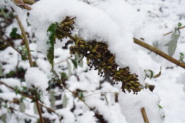 snow covered branches