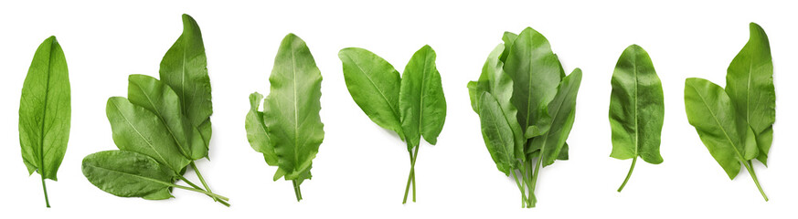 Set of fresh sorrel leaves on white background. Banner design