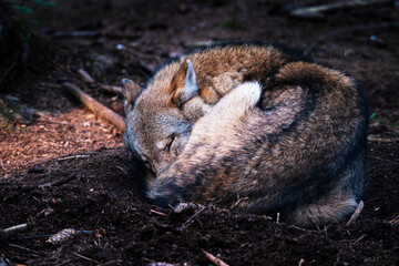 Fototapeta premium Schlafender Wolf 