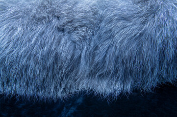 Natural fur is painted in blue.Dark background.