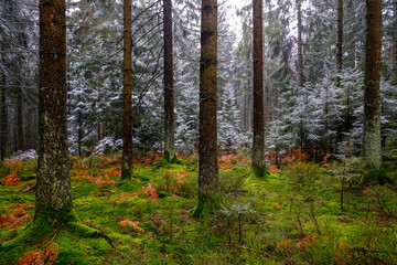 trees covered with frost in forest, winter landscape.