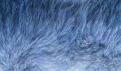 Background from natural fur .