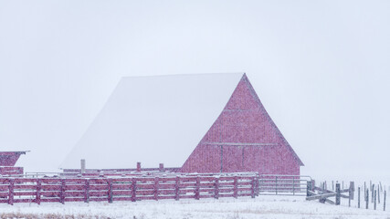 In a snow storm red barn with fences