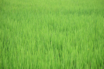 Obraz premium Green rice field in Bangladesh.Selective focus.