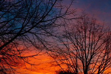 Branches an sunset
