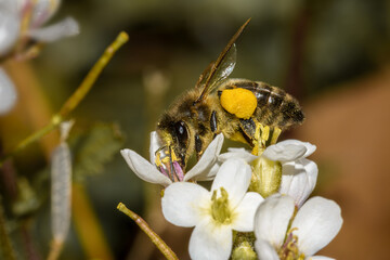 Bee, Apis mellifera on flower of Diplotaxis erucoides
