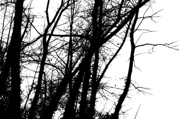 Silhouette of forest and branch isolated on white background and texture, clipping path