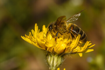 Side view of the Apis mellifera bee, on a yellow flower full of pollen	