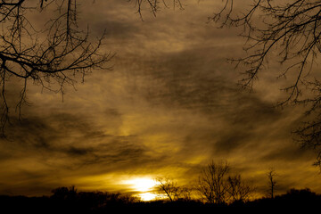 Naklejka premium Branches an sunset 