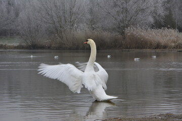 Cygne 1