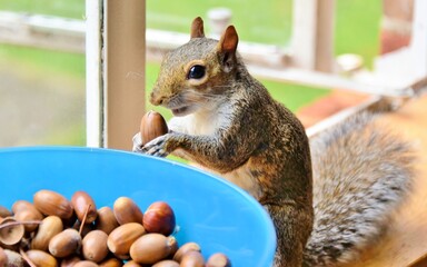 Squirrel holding a nut from a bowl ready to eat it. 