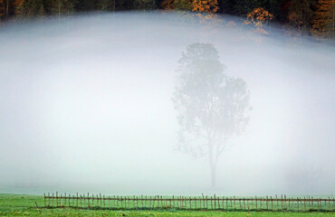 Baum im Nebel bei Bizau