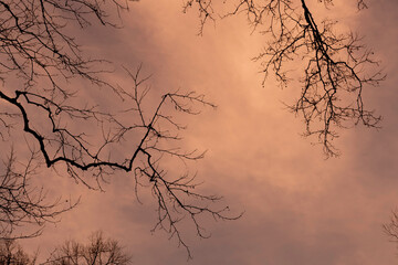 Branches an sunset
