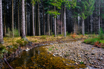 River in pine tree forest in winter time.