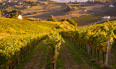 Panoramic view to vineyard on hills in fall, winery and wine making