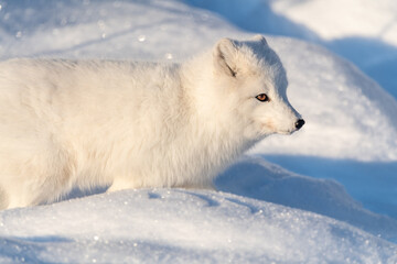 Side profile of one, single, alone arctic fox in a natural, snowy, winter setting with orange eyes. Fluffy, adorable and wild foxes. 