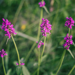 Wildflowers. Delicate purple flower on a green background.