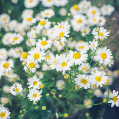 Delicate white chamomile flowers in the field. Wild flowers of the field.