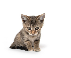 Obraz premium Cute tabby kitten on white