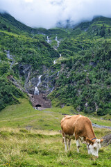 cows in the mountains