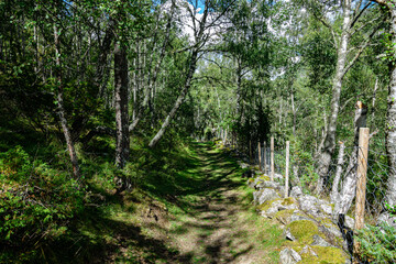 Fototapeta na wymiar Footpath through woodland near Borgund