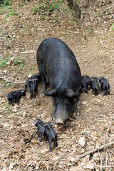 Nebrodi black pig in Sicily who lives in the wild near the forest in Nebrodi mountain area