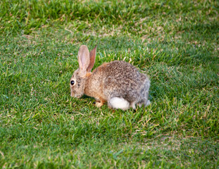 Fototapeta premium Desert Cotton Tail, Sonata Park, Henderson, NV.