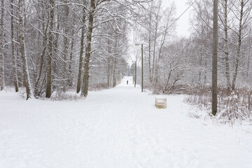 Fototapeta premium Landscape of the winter forest in the snow. It's a nasty day
