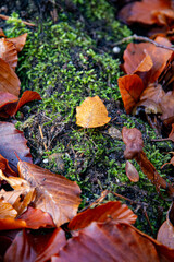 Autumn leave on a tree trunk