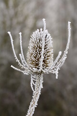 Plante 2