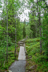 Fototapeta na wymiar Pathway through a forest in Norway